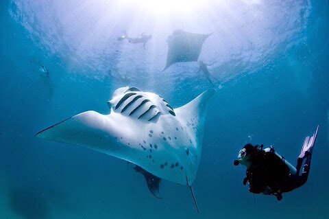 Дайвинг Дайвинг