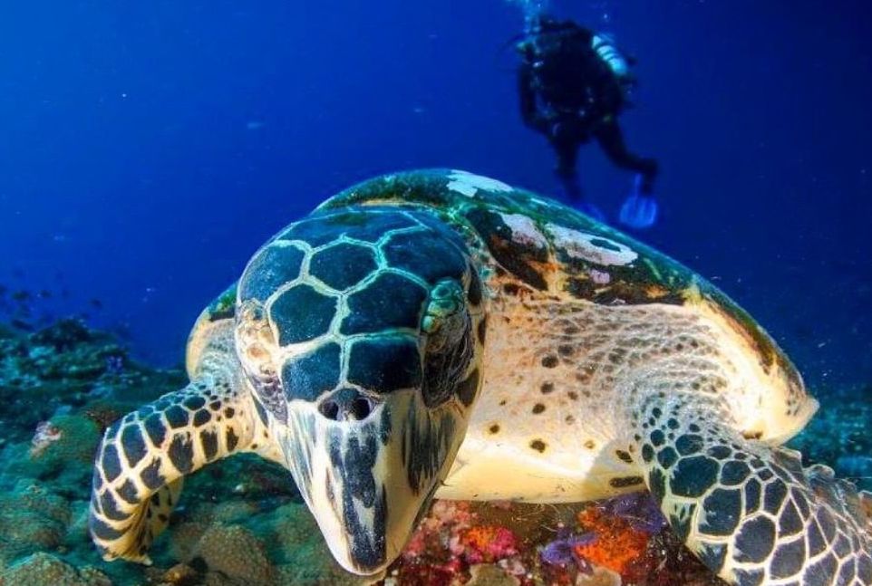 Дайвинг Дайвинг